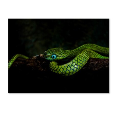 Trademark Fine Art Ferdinando valverde 'Meandering' Canvas Art, 24x32 1X00195-C2432GG